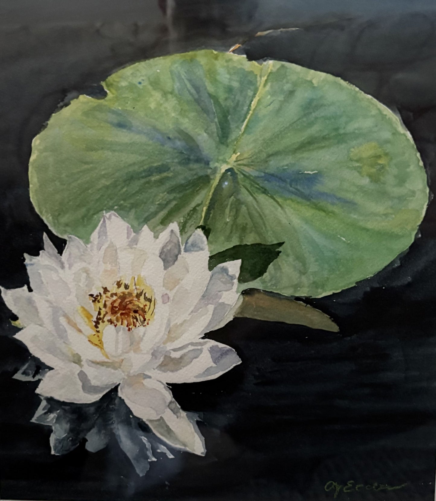 Waterlily By A.J. Eccles