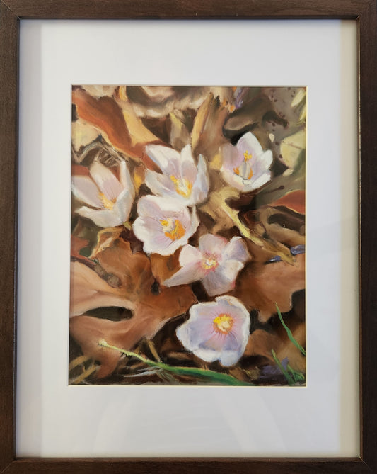 Fall Crocus