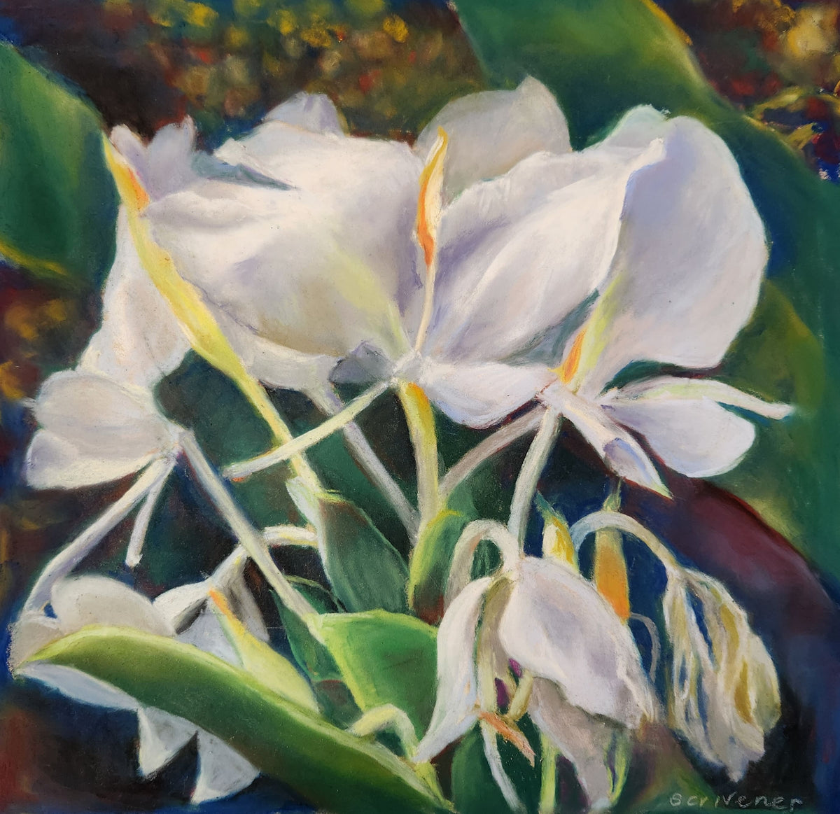 White Ginger, Brookgreen