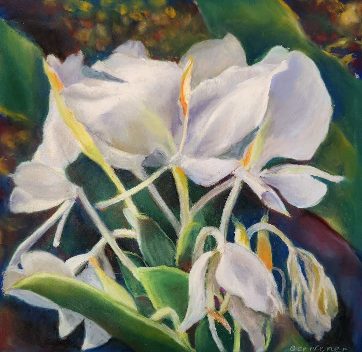 White Ginger, Brookgreen