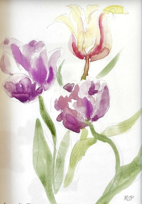 Agecroft Tulips II