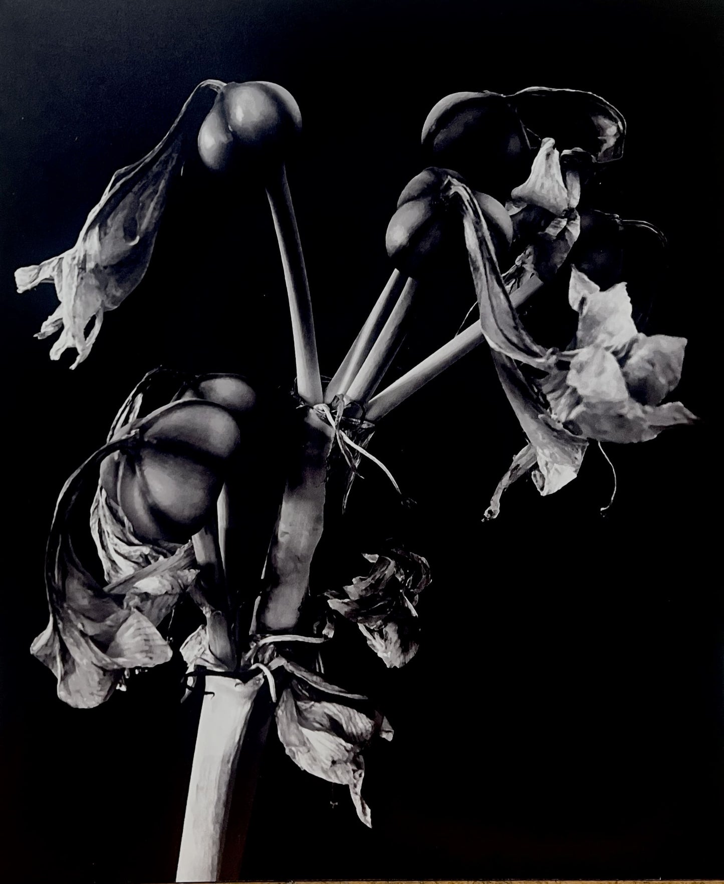 Amaryllis By Susan Saandholland