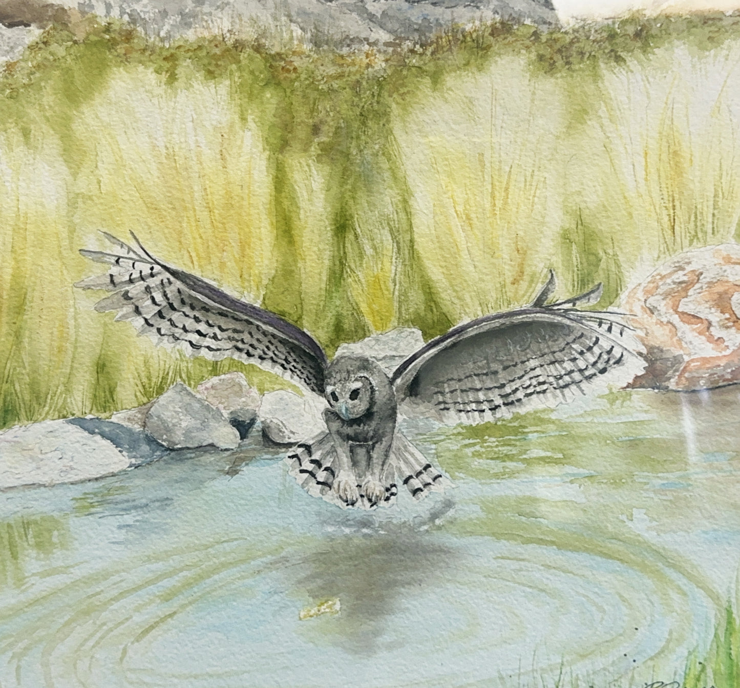 Sharp-Skinned Hawk By Ruth Gomes