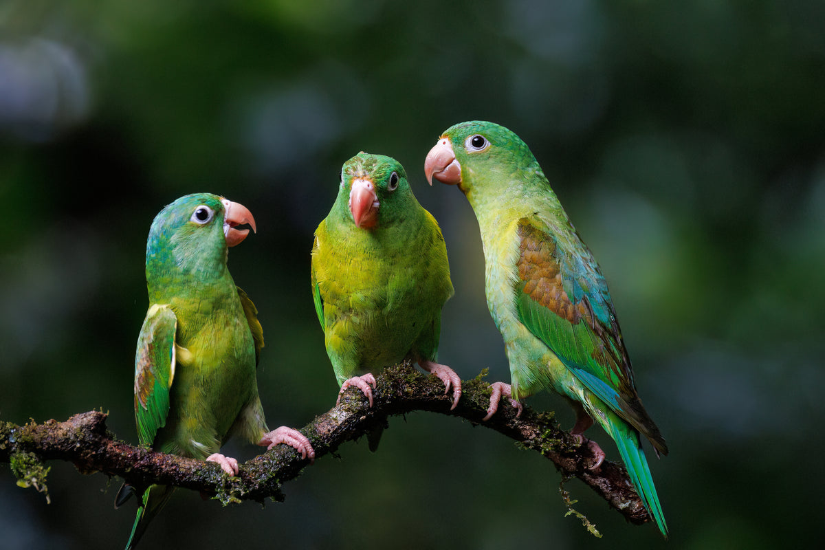 The Meeting By Debi Farley