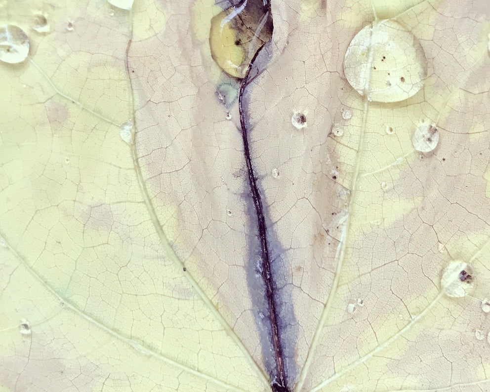 Sweet Leaf By Gina Louthian-Stanley