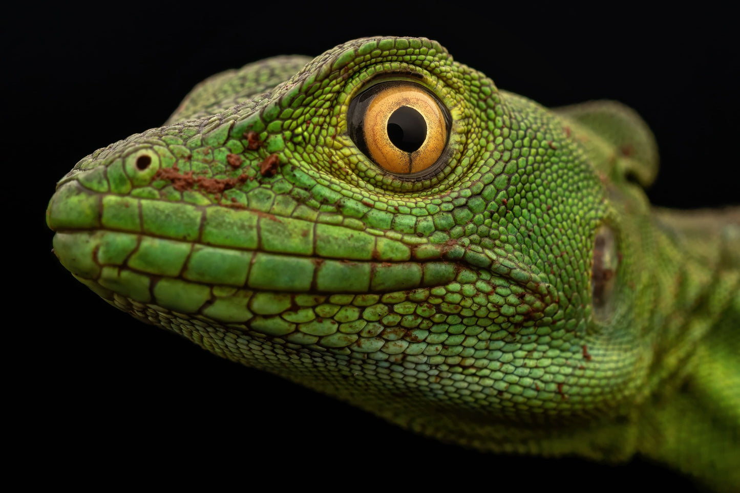 Golden Focus By Ashley Hamilton