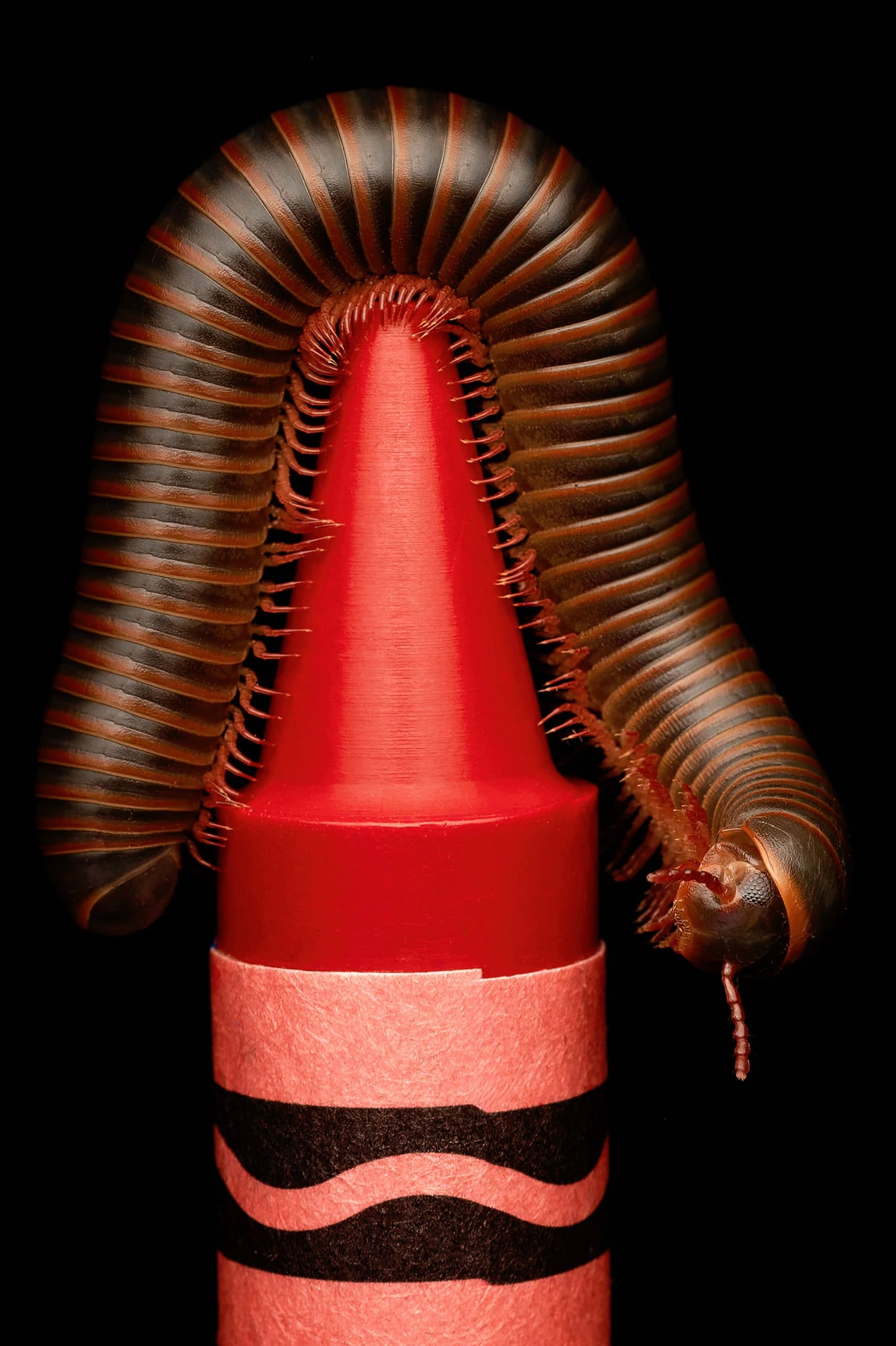 Red Point of Precision By Ashley Hamilton