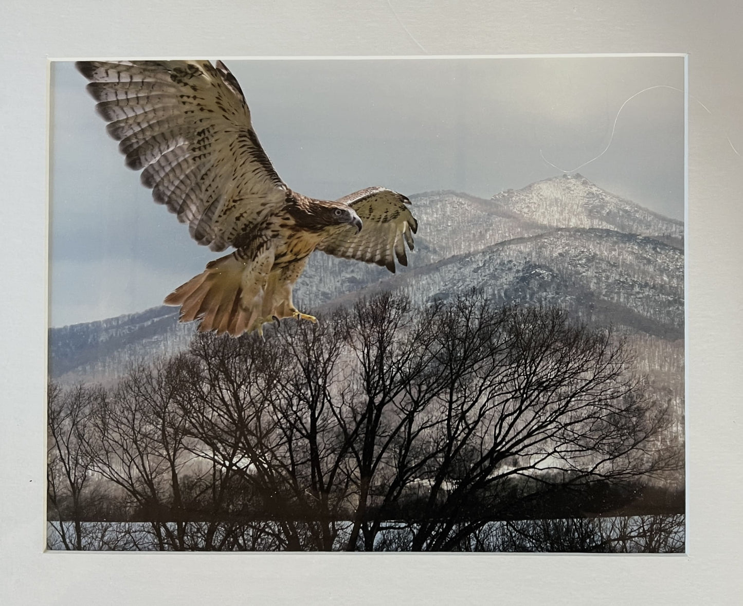Soar