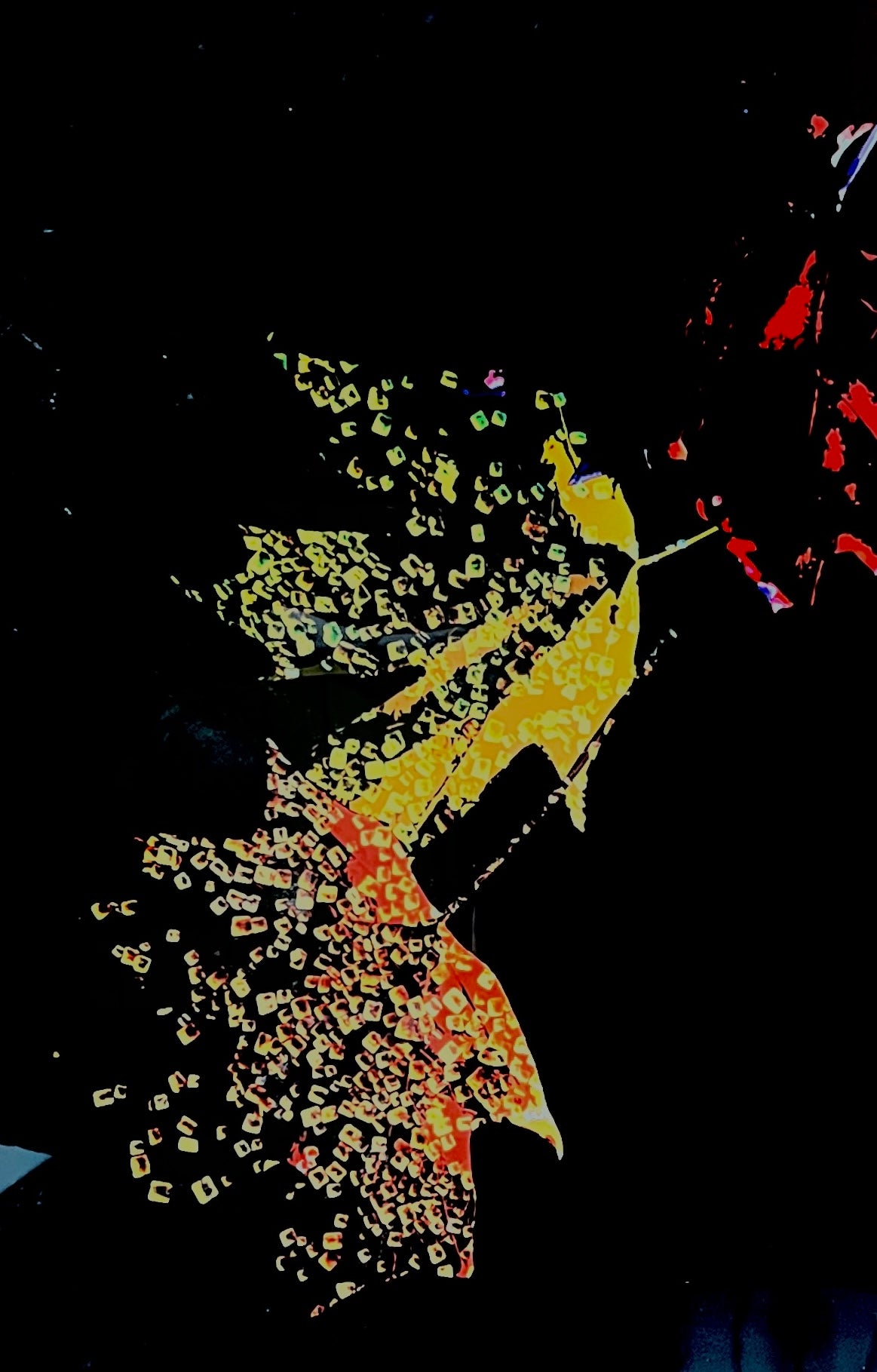 Sugar Maple