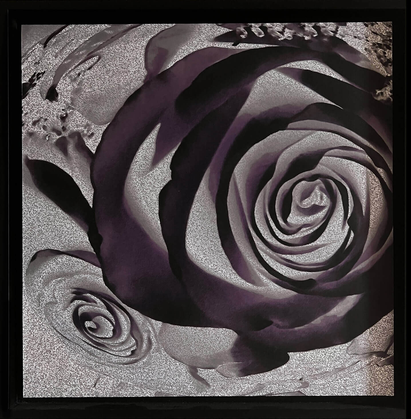 Rose Dream