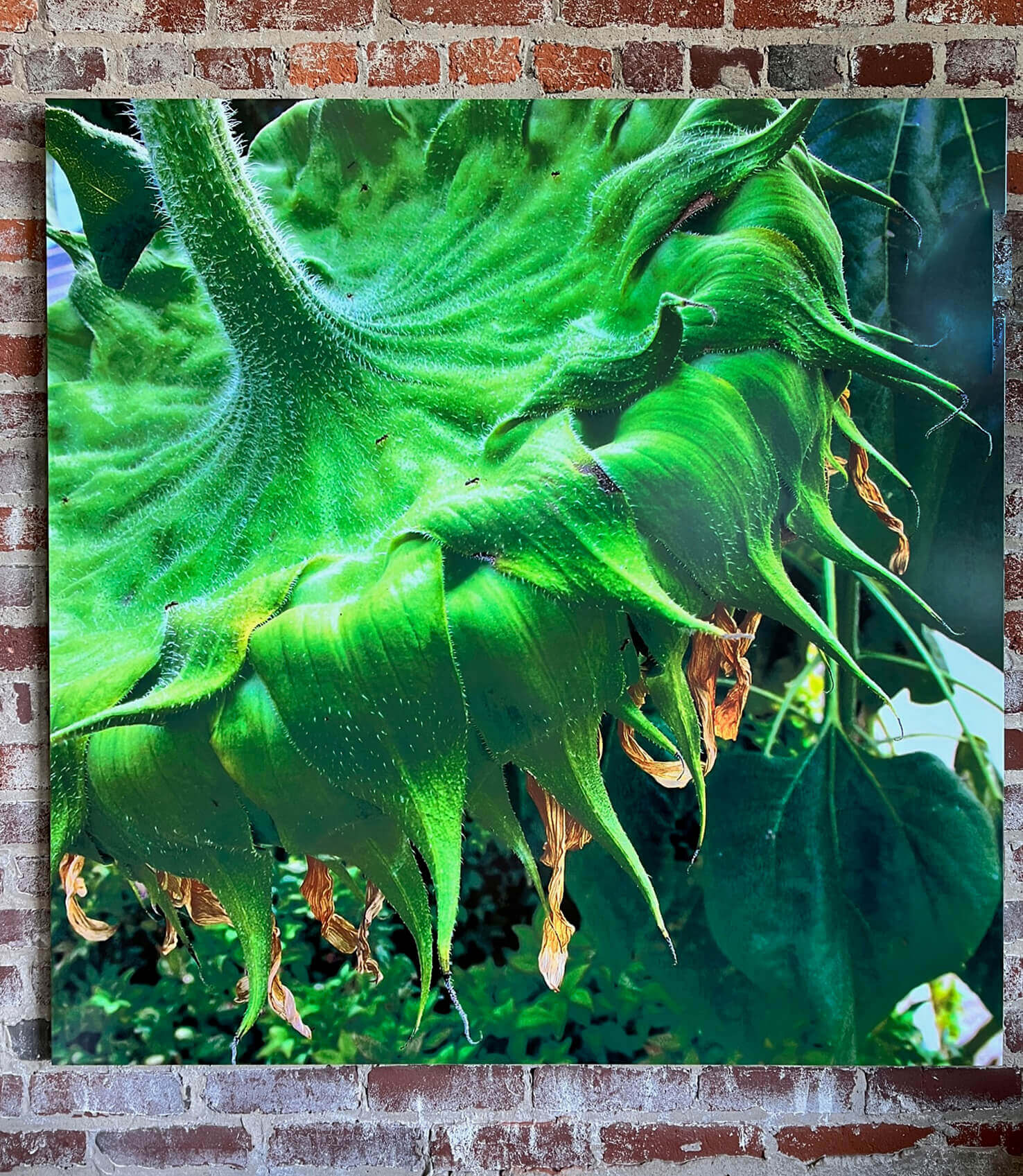 Sun Picnic Susan Holland mesmerizing Photography Where Intricate sun-picnic-susan-holland-mesmerizing-photography-where-intricate