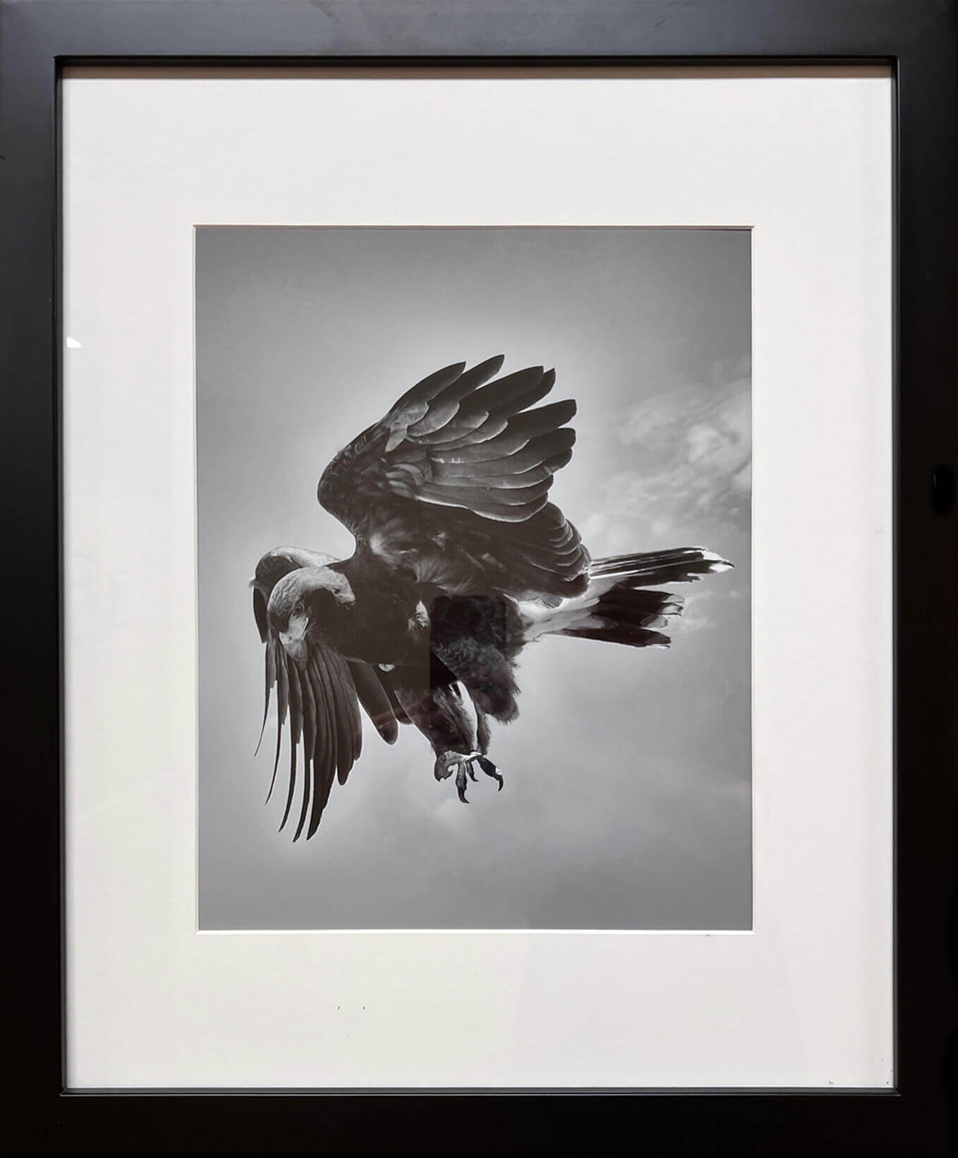 Eagle