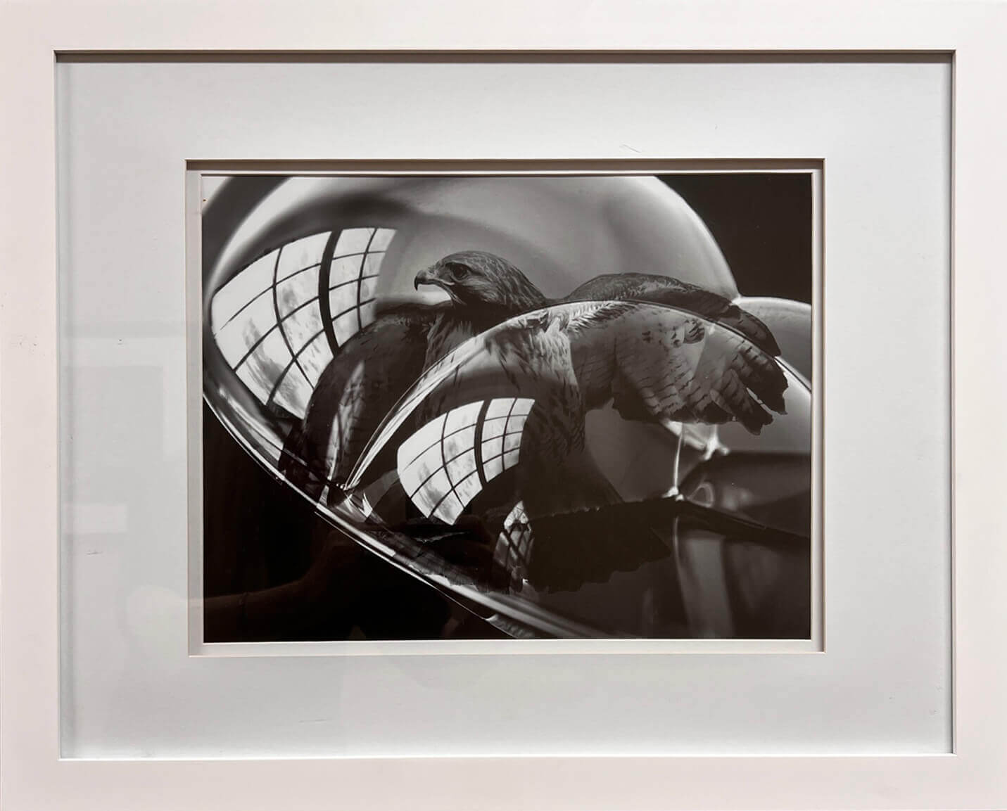 Hawk Window