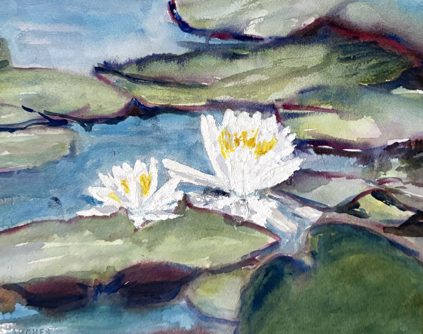 Waterlilies