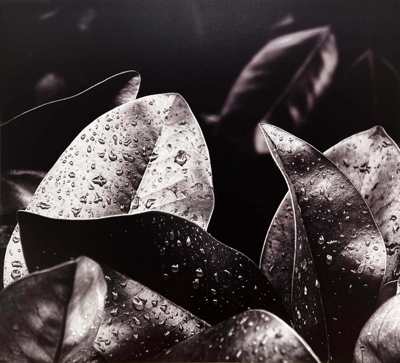 a detailed photo go dew drops on leaves