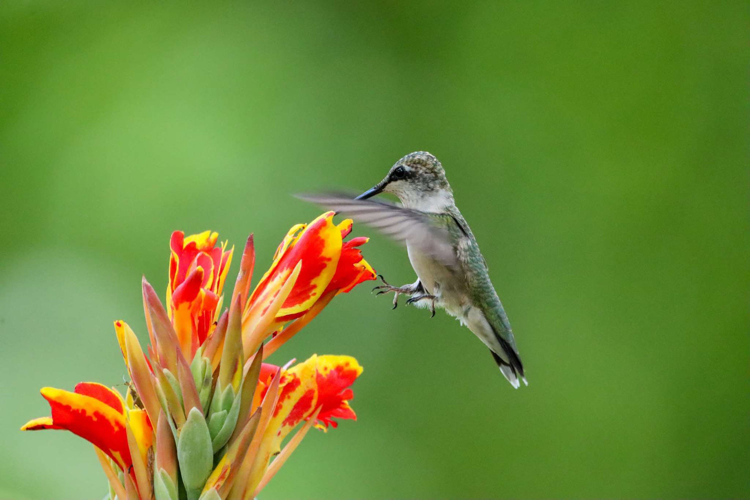 photography of a bird near a vibrant flower