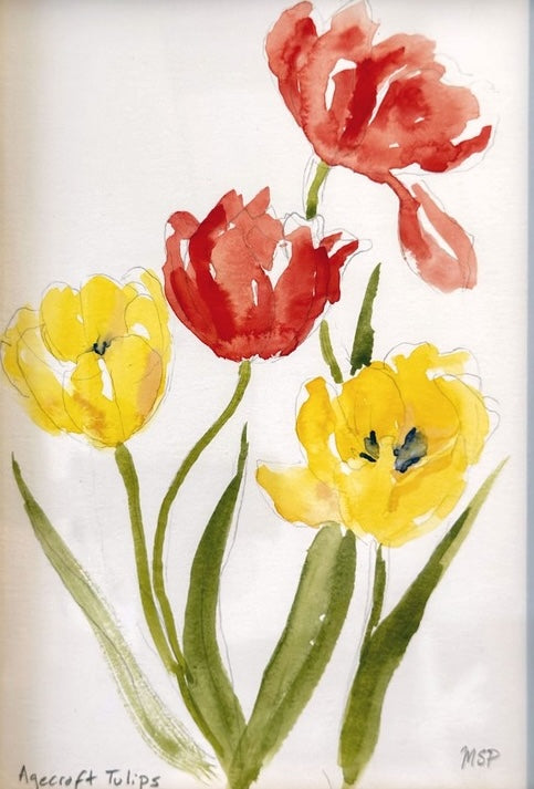 Agecroft Tulips I