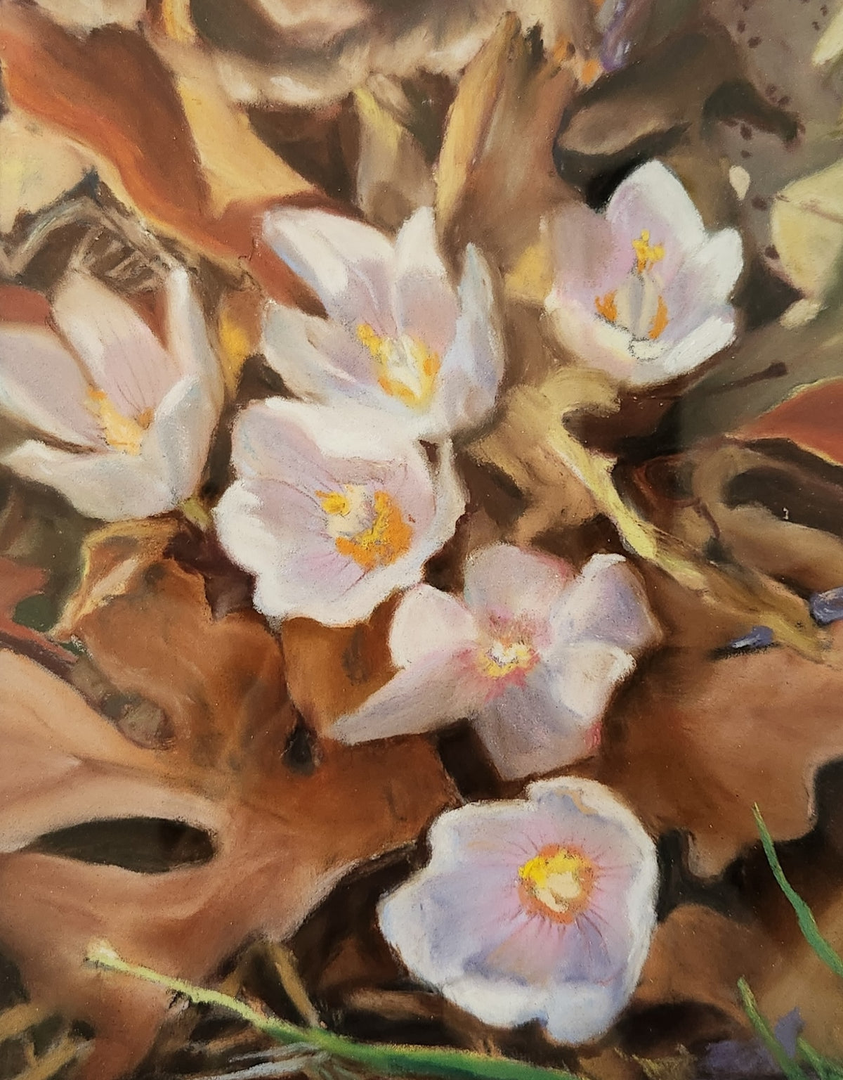 Fall Crocus