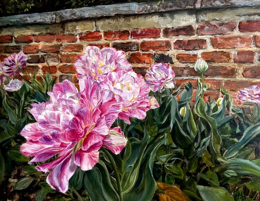 Agecroft V - Frilled Tulips