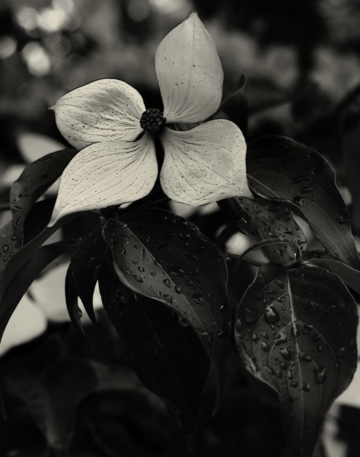 Dogwood #1