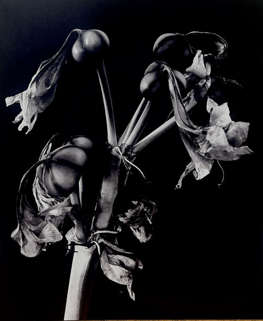 Amaryllis By Susan Saandholland