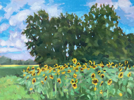 Field of Sunflowers