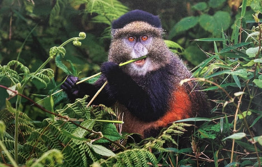 Golden Monkey with Favorite Food By Debi Farley