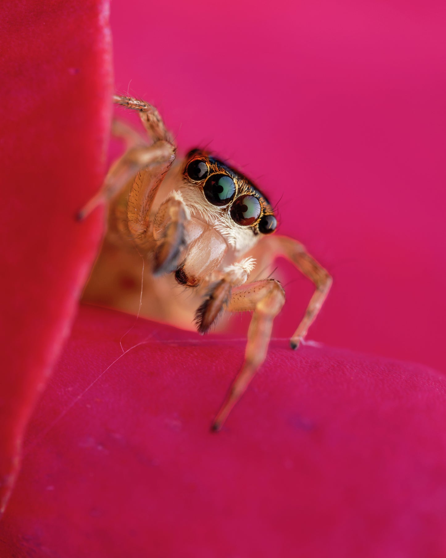 Curiosity in Bloom By Ashley Hamilton
