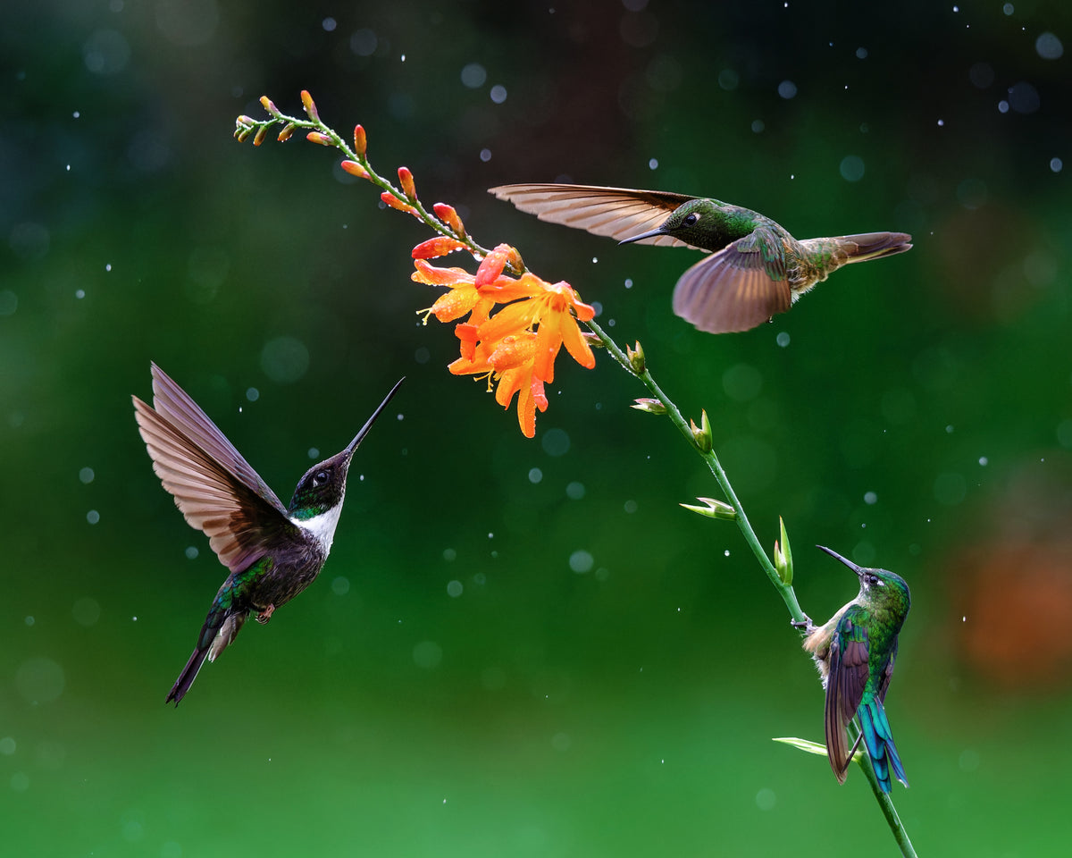 The Nectar Chase By Ashley Hamilton