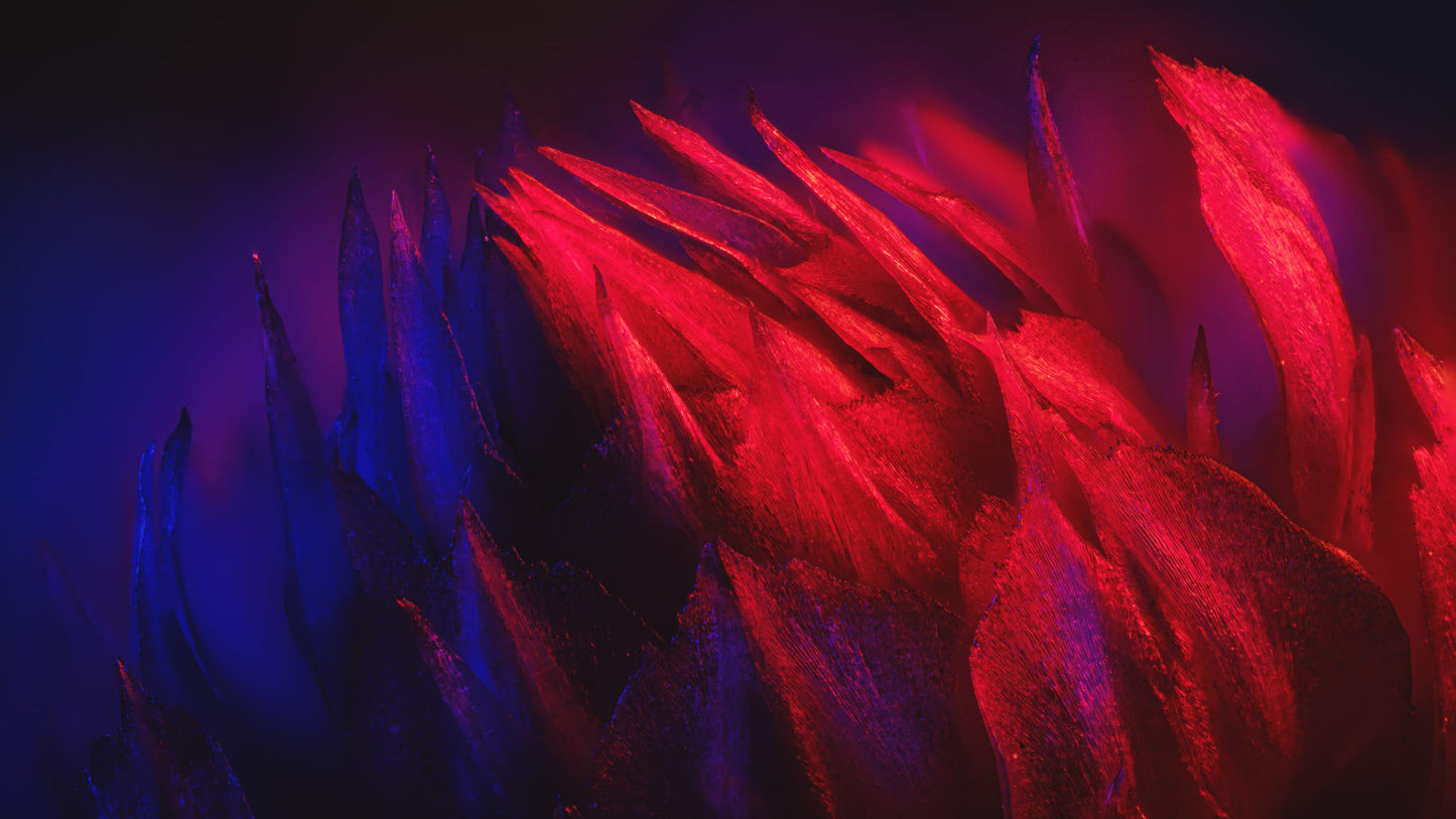 Botanical Landscape #1 By Zack Brodie