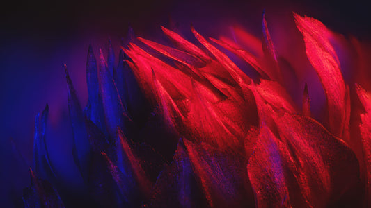 Botanical Landscape #1 By Zack Brodie
