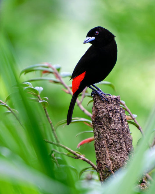 Crimson Glance By Ashley Hamilton