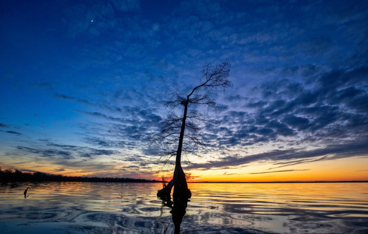 Dismal Swamp Twilight By Alan Raasch