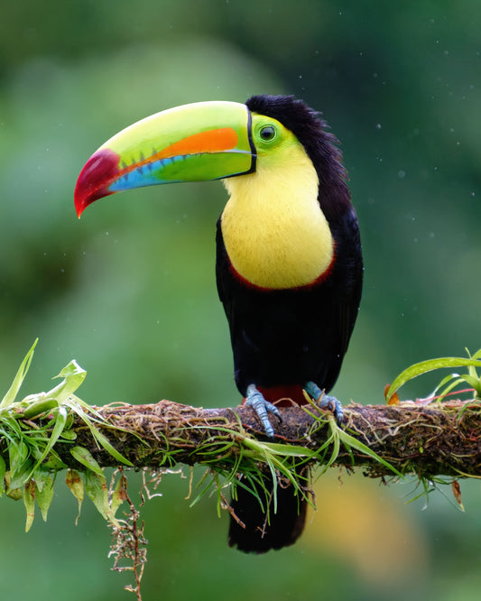 Gaze Through the Rain By Ashley Hamilton