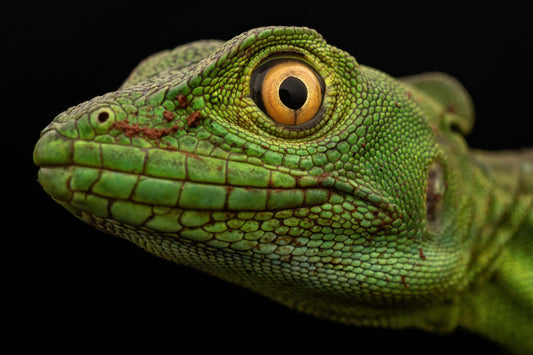 Golden Focus By Ashley Hamilton