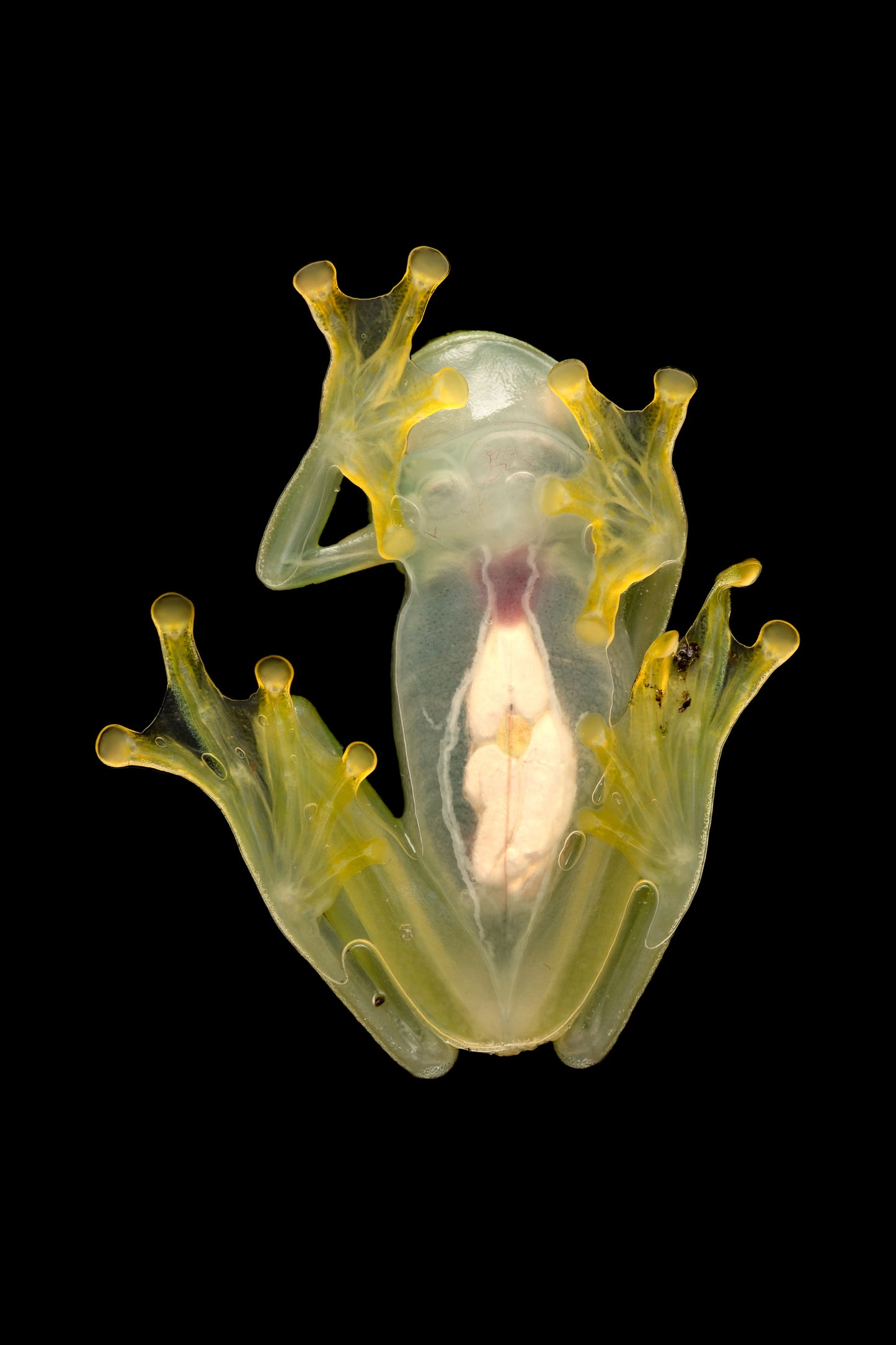 Glass Frog: Nature's X-ray By Ashley Hamilton