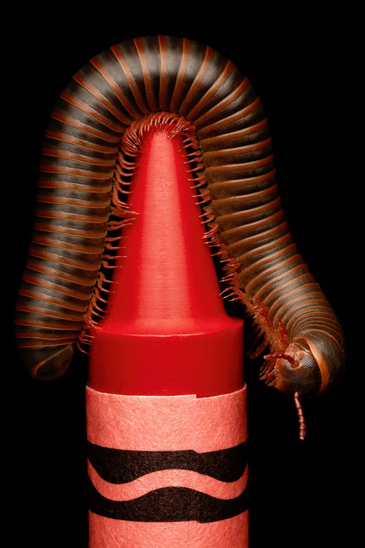 Red Point of Precision By Ashley Hamilton