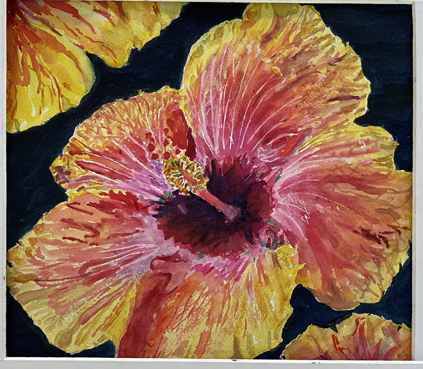 Hibiscus