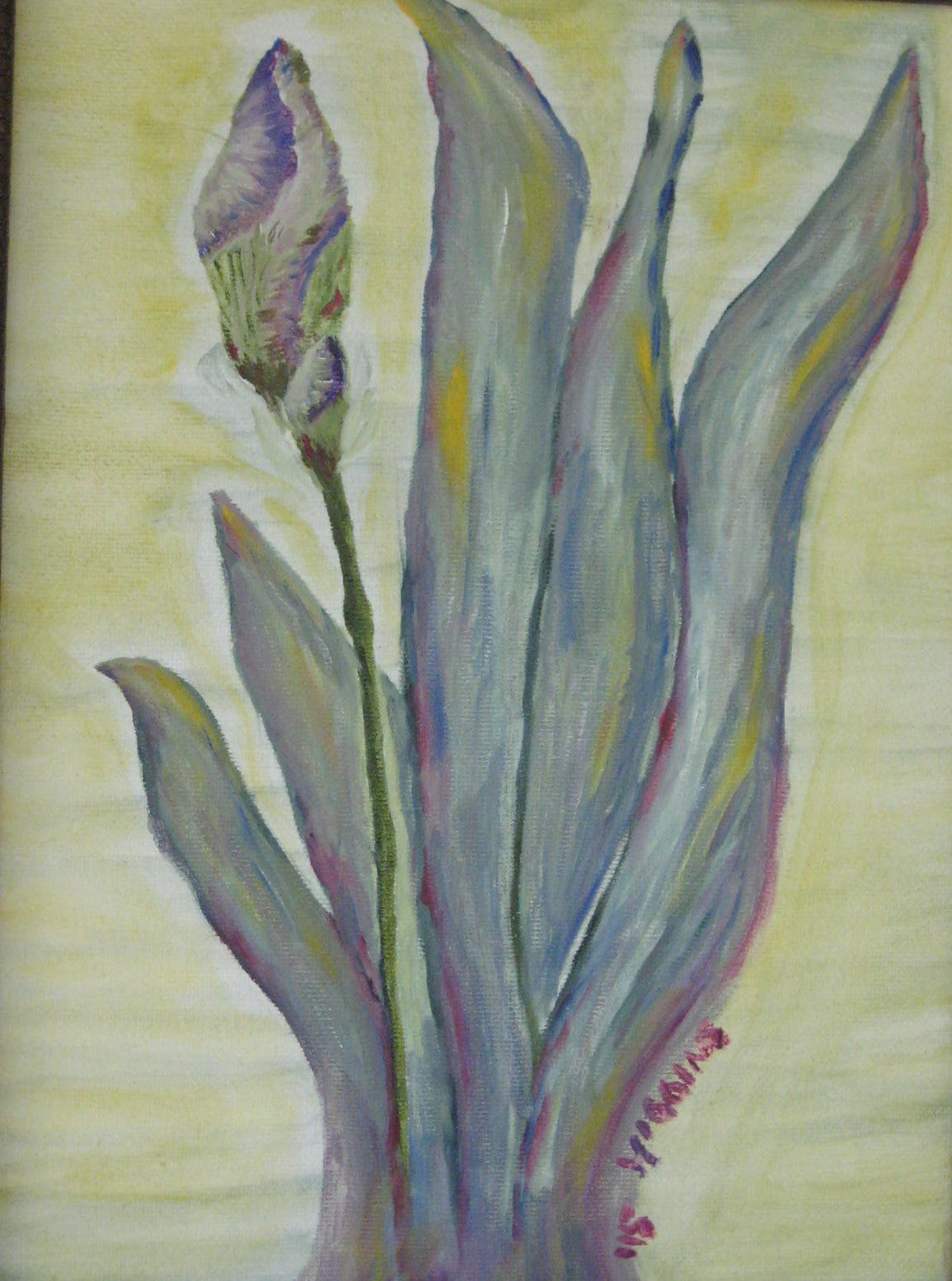 Iris