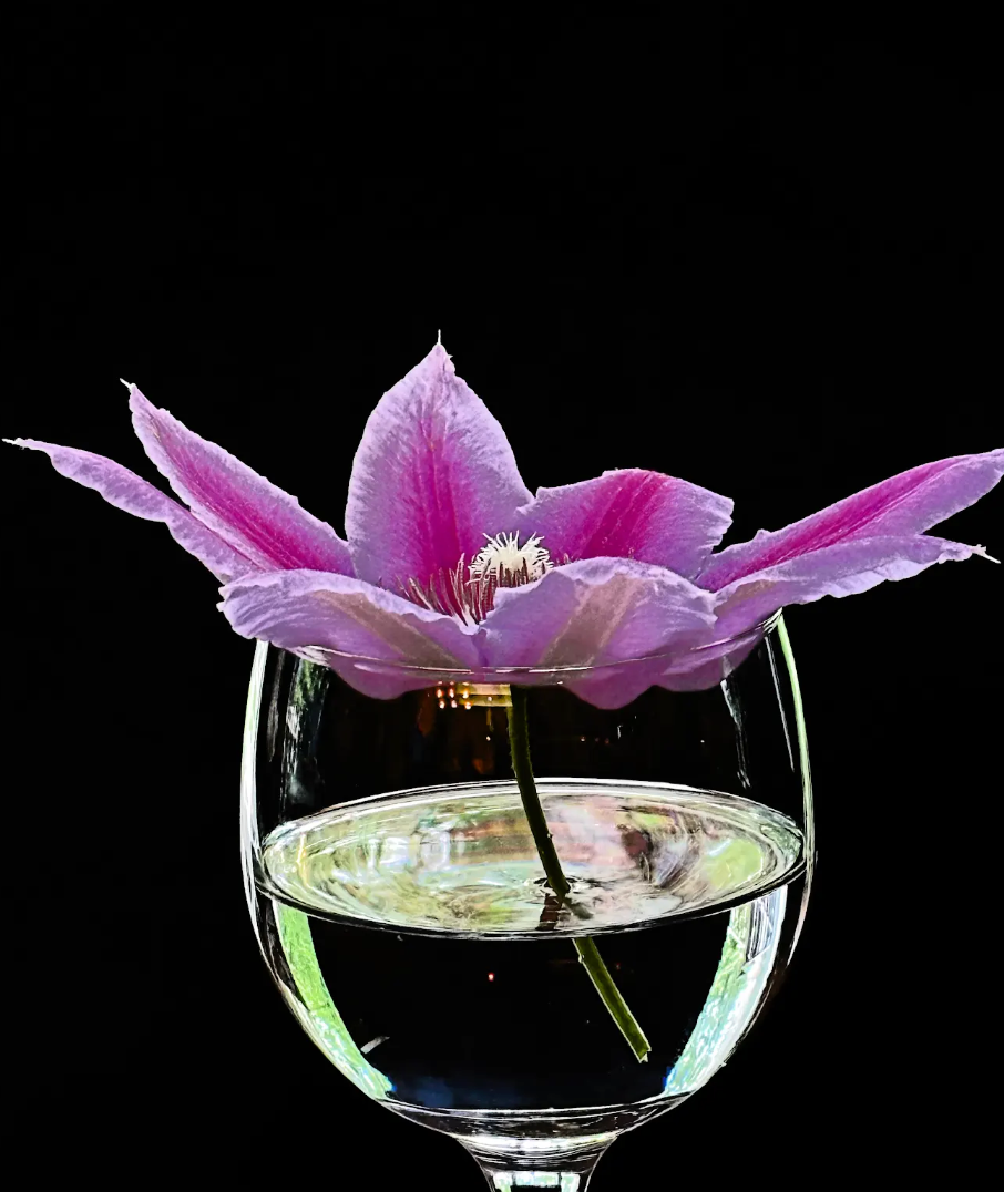 Clematis By John Shuptrine
