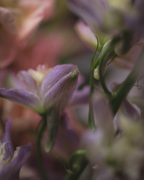 But for Reverie By Katherine Nau Stinton