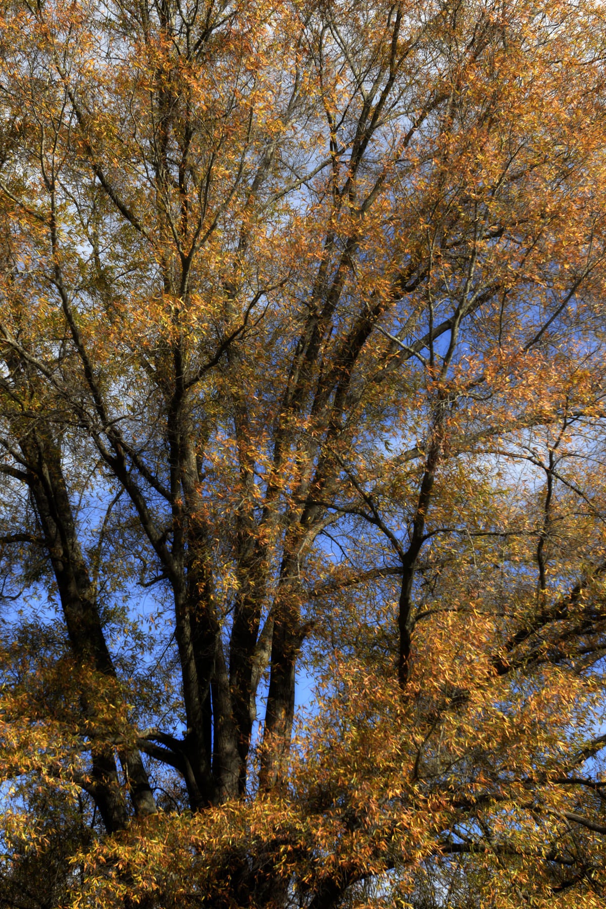 Blue and Gold By Barry Koplen