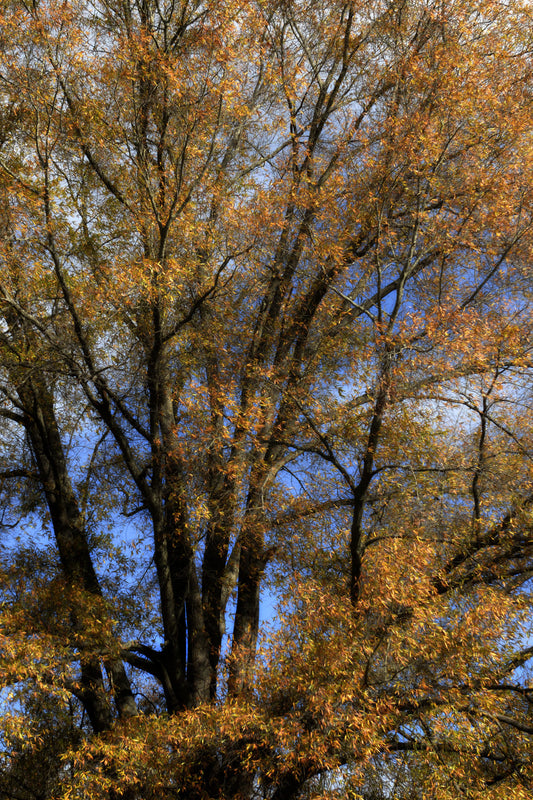 Blue and Gold By Barry Koplen