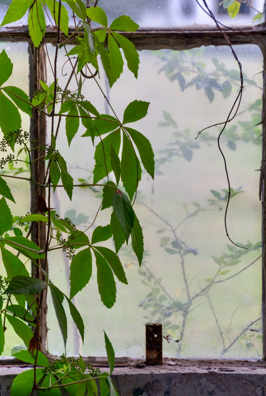 Lines and Vines/Inside Outside By Elaine Lee