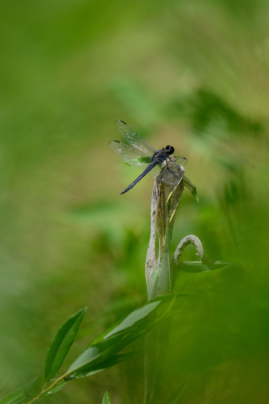 Dragonfly Dream By Len Terrell