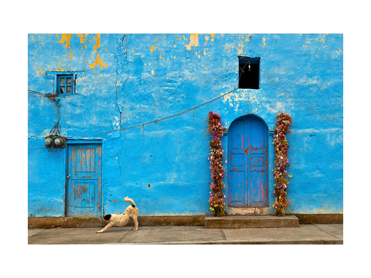 Perro and the Blue Wall