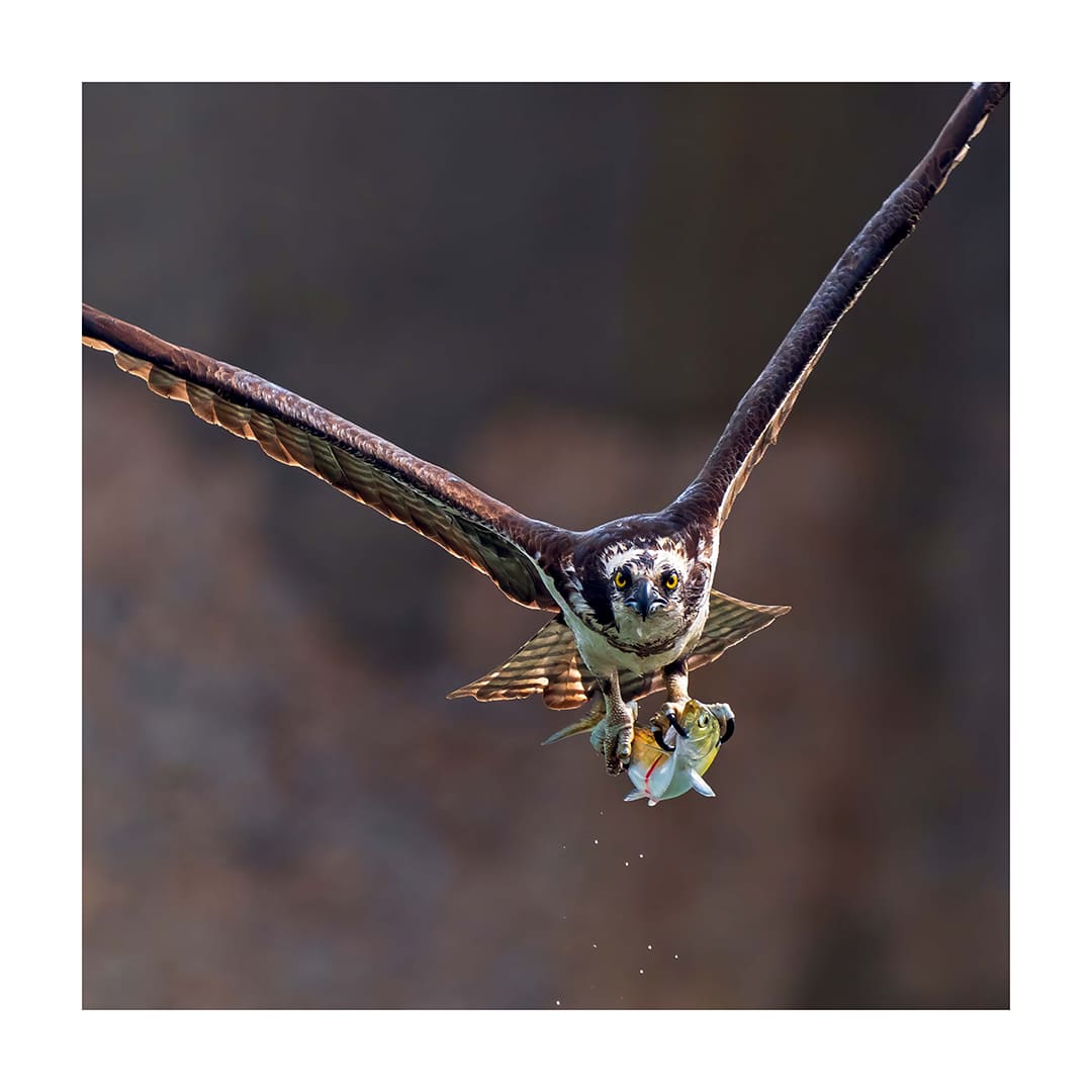 Osprey Over the James