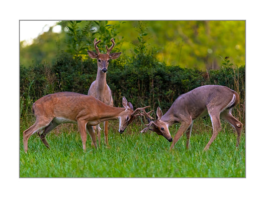 Three Bucks at Sweet Briar