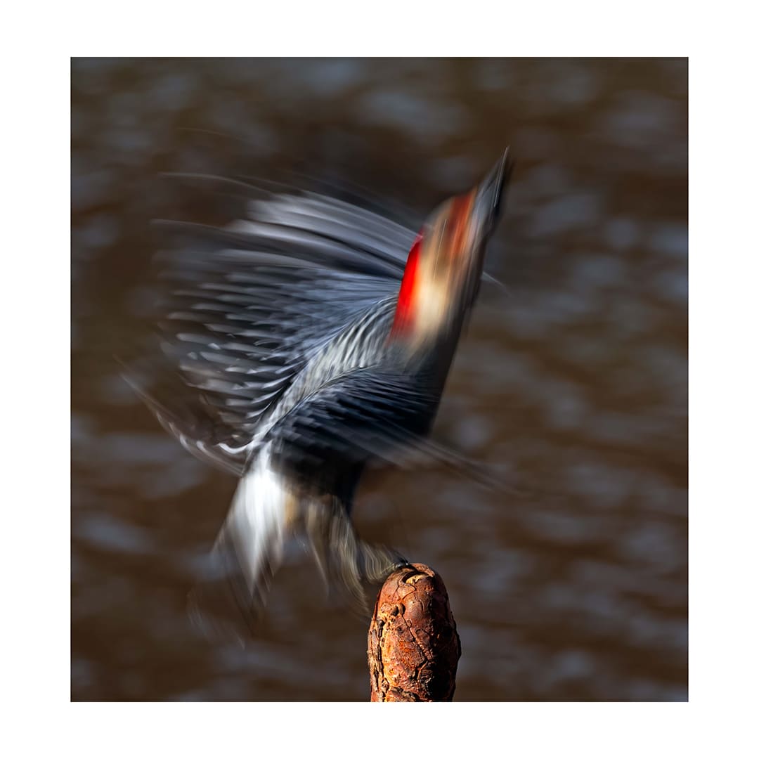 Red-bellied Woodpecker