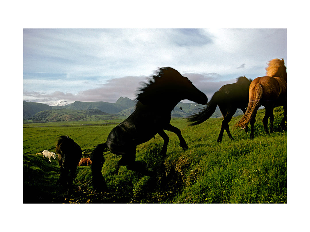 Icelandic Horses